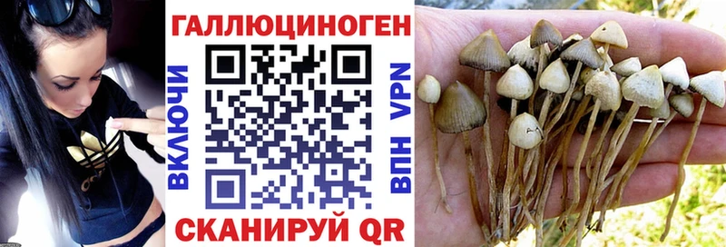 закладка  Новосиль  Псилоцибиновые грибы Cubensis 
